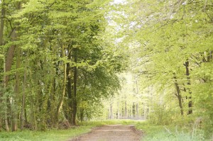 Waldwege am Stehbrink Waldwege am Stehbrink