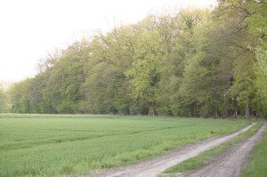 Feldwege am Stehbrink Feldwege am Stehbrink